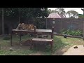 Tiger attack , why You should not turn Your back!
