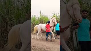 @Punjab_nasal_horses99 #trending #trendingshorts #viralvideo #viralshorts #horse #music