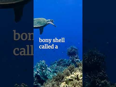 Do sea turtles have natural predators?