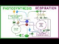 Photosynthesis vs. Cellular Respiration Comparison