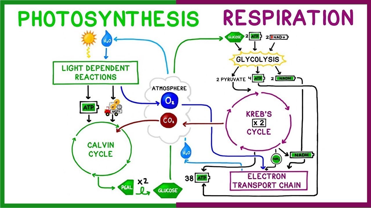 Cellular Respiration And Photosynthesis Venn