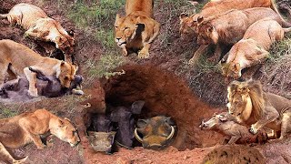 What Warthog Had To Do To Escape The Lions' Hunt| Survival Battle| The Harsh Life of Animal World