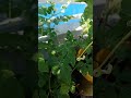 Watermelon Manual Pollination