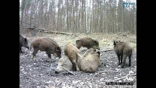 Wataha dzików w babrzysku | a pack of wild boars | стая кабанов