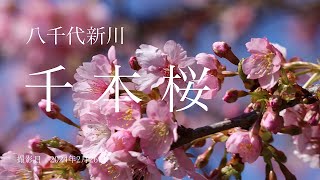 八千代新川　千本桜