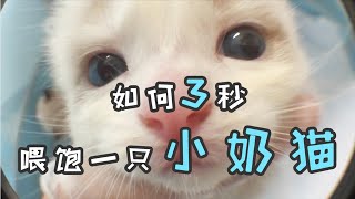 如何用3秒喂饱一只小奶猫？