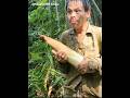 A young man went into the forest alone to harvest bamboo shoots.#Shorts #Alone #Forest #Harvest