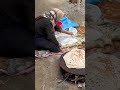 baking local delicious bread😋👍 village life of iran persian bread iran bread village nomads iran