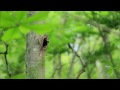 北国の生き物たち（wild creatures in hokkaido） クマゲラの巣立ち（leaving the nest