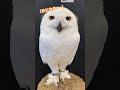 気になるフクロウ／どうぶつ♡ときどき癒し［youtube動物園］ シロフクロウ owl