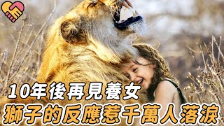 獅子養大女孩後離開，當10年再相見，獅子的反應引千萬人落淚......|#動物 #獅子 #猛獸 #震驚