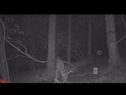 Trail Camera Footage Youtube