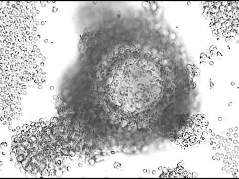 Under The Microscope Egg Post Fertilization Youtube