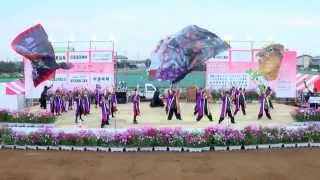 豊里鳴子会　 矢紅羅　in　関東　ＹＯＳＡＫＯＩ　そうなん　2014