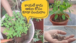 Grow Drumstick plant(Moringa)from seeds.ములగ చెట్టు ని విత్తనముల నుండి పెంచుదాం#Moringaplant