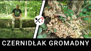 Czernidłak Gromadny - liczny grzyb warunkowo jadalny