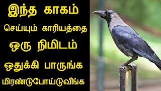 இந்த காகம் செய்யுற காரியத்தை ஒரு நிமிடம் ஒதுக்கி பாருங்க மிரண்டுபோய்டுவீங்க|காகத்தின் திறமை|ninaivug