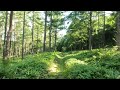 a beautiful walk in the mountains of japan totoro no mori