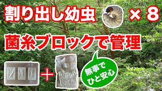 【夢のオオクワガタへの道】菌糸ブロックで幼虫を多頭飼育→安堵 菌糸ビンへ