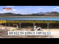 보은서 또 구제역 의심 증상...못 믿을 백신 효과 ytn yes top news