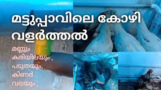 Chicken farming in terrace , മട്ടുപ്പാവിലെ കോഴിവളർത്തൽ