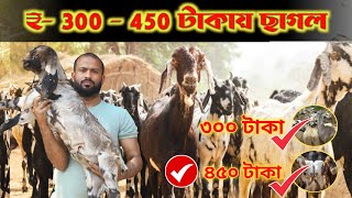 300 - 450 টাকায় ছাগল 🔥 Goat farming in West Bengal 🐐 goat farm পশ্চিমবঙ্গের