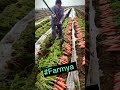 Carrot Harvest Fresh From Farm 🥰 #satisfying #short