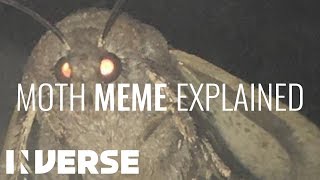 Why Moths Are Attracted To Light | Inverse