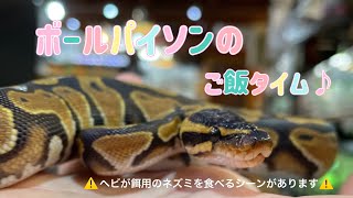 ボールパイソンちゃんのご飯タイム♪（熱帯倶楽部東川口本店）