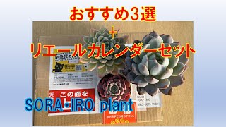 【多肉植物＃107】おすすめ3選+リエールカレンダーセット開封。2024年12月5日