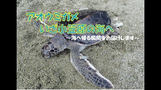 アオウミガメ。いざ小笠原の海へ！！