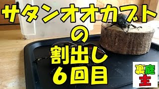 サタンオオカブトの割り出し６回目 Check the spawning 6th time of Dynastes satanas ～裏庭の小さな生きもの達の物語#42～