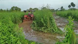 பசுந்தாள் உரமிடுதல் | Thakkai Poondu in Tamil | தக்கைப் பூண்டு விதை விதைப்பு அட்மா செயல்விளக்கம்