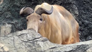 番外編 ゴールデンターキンの鳴き声【よこはま動物園ズーラシア】【‎2023‎年‎8‎月‎20‎日】