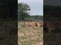 cows compete