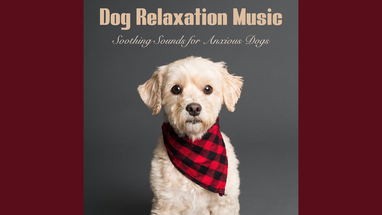 Puppy Bedtime Youtube Music