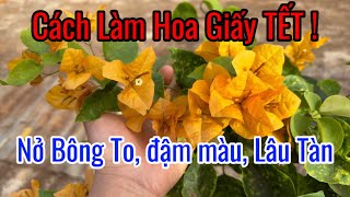 Cách Bón Phân Hoa Giấy TẾT nở Bông To, Đẹp, Lâu tàn.