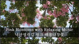 Flowers with relaxing piano music 낙산성곽길 배롱나무꽃 Pink Crape Myrtle  in Seoul