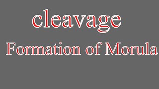 Cleavage |  formation of Morula |  first week of development | part 6