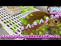 【拗ねたうさぎ】うさぎもふて寝をしますｗ【癒しペット】