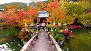 【4K】Kyoto Japan walk 〡 Beautiful autumn leaves and temples in Japan ASMR 京都の紅葉散策 永観堂〡October 26,2021