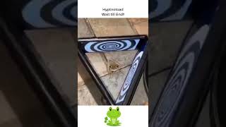 Mesmerizing Hypnotoad: Frog Hypnosis Video #shorts #hypnotoad #mesmerizing #trance