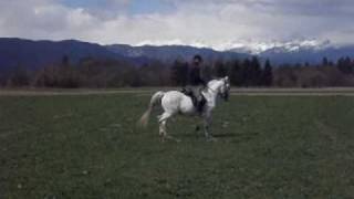 Lipizzaner - 419 Maestoso Samira IV - Lipizzan Horses Pohar