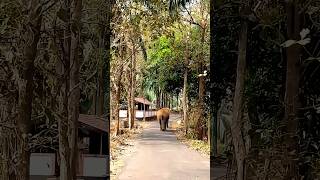 ഏഴാറ്റുമുഖം ഗണപതി | elephant | Athirappilly