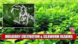 Special Ground Report On Mulberry Cultivation & Silkworm Rearing In Karimnagar Dist | V6 News