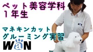 ペット美容学科1年生 マネキンカット 練習 動物専門学校 トリマー 動物看護師 動物のお仕事