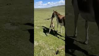 Wild Tibetan donkey and her newly-born cub say good day from #China.#birds#nature #beautiful#shorts