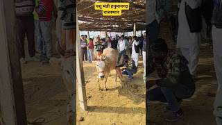 pashu mandi hanumangarh, देशी गाय, hf cross gay की सबसे सस्ती पशु मंडी #cow #dairyfarming #animals