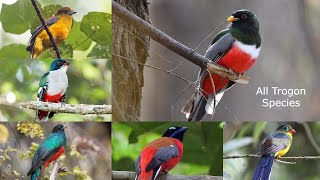 All Trogon Species / types of Trogon / Trogon