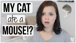 STORYTIME: My Cat Ate a Mouse!? LIVE FOOTAGE!